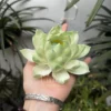 Green Lotus Flower Shaped Incense Stick Holder Handmade Ceramic Incense Holder