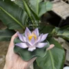 Handmade Purple Lotus Shaped Ceramic Incense Holder with Tray