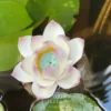 Handmade Ceramic Incense Holder White Lotus Shaped Incense Burner Housewarming Gift