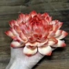 Handmade Unique Red Lotus Flower Ceramic Incense Holder Artistic Bloom Design Incense Stick Burner