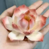 Handmade Red-White Gradient Lotus Flower Shaped Ceramic Incense Holder