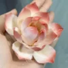 Handmade Red-White Gradient Lotus Flower Shaped Ceramic Incense Holder