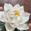 Handmade White Lotus Flower Shaped Ceramic Incense Stick Holder with Green Tray