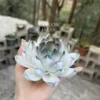 Unique Handmade Matte/Glossy Black-White Gradient Lotus Flower Shaped Ceramic Incense Holder