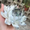 Unique Handmade Matte/Glossy Black-White Gradient Lotus Flower Shaped Ceramic Incense Holder