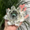 Unique Handmade Matte/Glossy Black-White Gradient Lotus Flower Shaped Ceramic Incense Holder