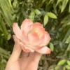 Handmade Peach Pink Ceramic Incense Holder Lotus Flower Shaped Incense Burner