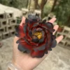 Handmade Red and Black Ceramic Incense Holder Statement Flower Shaped Incense Burner