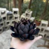 Handmade Matte Black Lotus Flower Shaped Ceramic Incense Holder