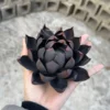 Handmade Matte Black Lotus Flower Shaped Ceramic Incense Holder