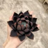 Handmade Matte Black Lotus Flower Shaped Ceramic Incense Holder