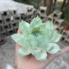 Handmade Mint Green Ceramic Incense Holder Lotus Flower Shaped Incense Burner