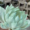 Handmade Mint Green Ceramic Incense Holder Lotus Flower Shaped Incense Burner