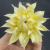 Handmade White/Yellow Chrysanthemum Flower Shaped Ceramic Incense Holder
