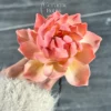 Handmade Peach Pink Gradient Ceramic Home Decor Lotus Flower Shaped Tea Pet