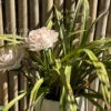 Handmade White Pink Gradient Ceramic Flower Elegant Desk Decor Unique Housewarming Gifts