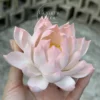 Handmade White Pink Gradient Ceramic Lotus Delicate Zen Inspired Tea Pet Unique Flower Table Decor