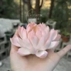 Handmade White Pink Gradient Ceramic Lotus Delicate Zen Inspired Tea Pet Unique Flower Table Decor