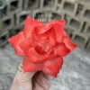 Handmade Red Flower Ceramic Desk Decor Unique Tea Party Table Decoration Ceramic Diffuser