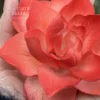Handmade Red Flower Ceramic Desk Decor Unique Tea Party Table Decoration Ceramic Diffuser