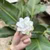 Handmade White Jasmine Shaped Ceramic Fridge Magnet Unique Elegant Home Decor