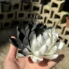 Black and White Ceramic Lotus Shaped Incense Holder Handmade Stick Burner