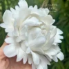 Handmade White Peony Shaped Ceramic Incense Stick Holder Elegant Floral Home Decor