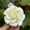 Handmade Gardenia Shaped Ceramic Incense Holder White Floral Stick Burner for Home