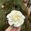 Handmade Gardenia Shaped Ceramic Incense Holder White Floral Stick Burner for Home