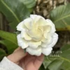 Handmade Gardenia Shaped Ceramic Incense Holder White Floral Stick Burner for Home