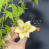 White/Yellow/Pink Magnolia Shaped Ceramic Incense Holder Handmade Aesthetic Stick Burner Gift for Her